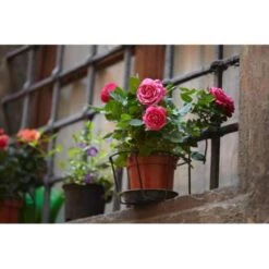 3x Potroos Rood - Rosa – Terras- & Kamerplant – ⌀12cm– ↕20-30cm 7 3x Potroos Rood - Rosa – Terras- & Kamerplant – ⌀12cm– ↕20-30cm -Bekend Tuinmeubelen Winkel 1000001803 0101