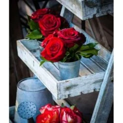 3x Potroos Rood - Rosa – Terras- & Kamerplant – ⌀12cm– ↕20-30cm 8 3x Potroos Rood - Rosa – Terras- & Kamerplant – ⌀12cm– ↕20-30cm -Bekend Tuinmeubelen Winkel 1000001803 0102