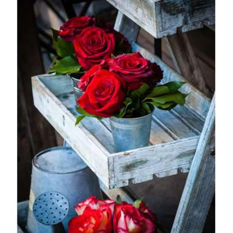 3x Potroos Rood - Rosa – Terras- & Kamerplant – ⌀12cm– ↕20-30cm 5 3x Potroos Rood - Rosa – Terras- & Kamerplant – ⌀12cm– ↕20-30cm - Afbeelding 3