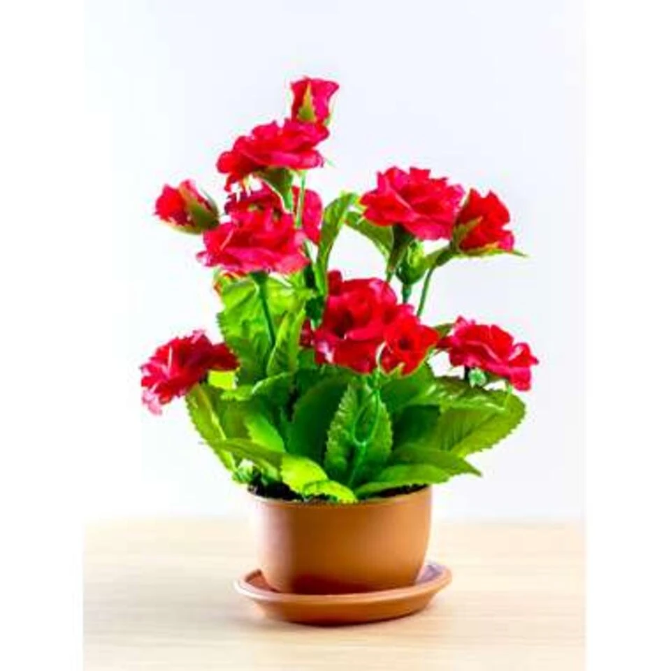 3x Potroos Rood - Rosa – Terras- & Kamerplant – ⌀12cm– ↕20-30cm 6 3x Potroos Rood - Rosa – Terras- & Kamerplant – ⌀12cm– ↕20-30cm - Afbeelding 4