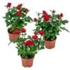 3x Potroos Rood - Rosa – Terras- & Kamerplant – ⌀12cm– ↕20-30cm -Bekend Tuinmeubelen Winkel 1000001803