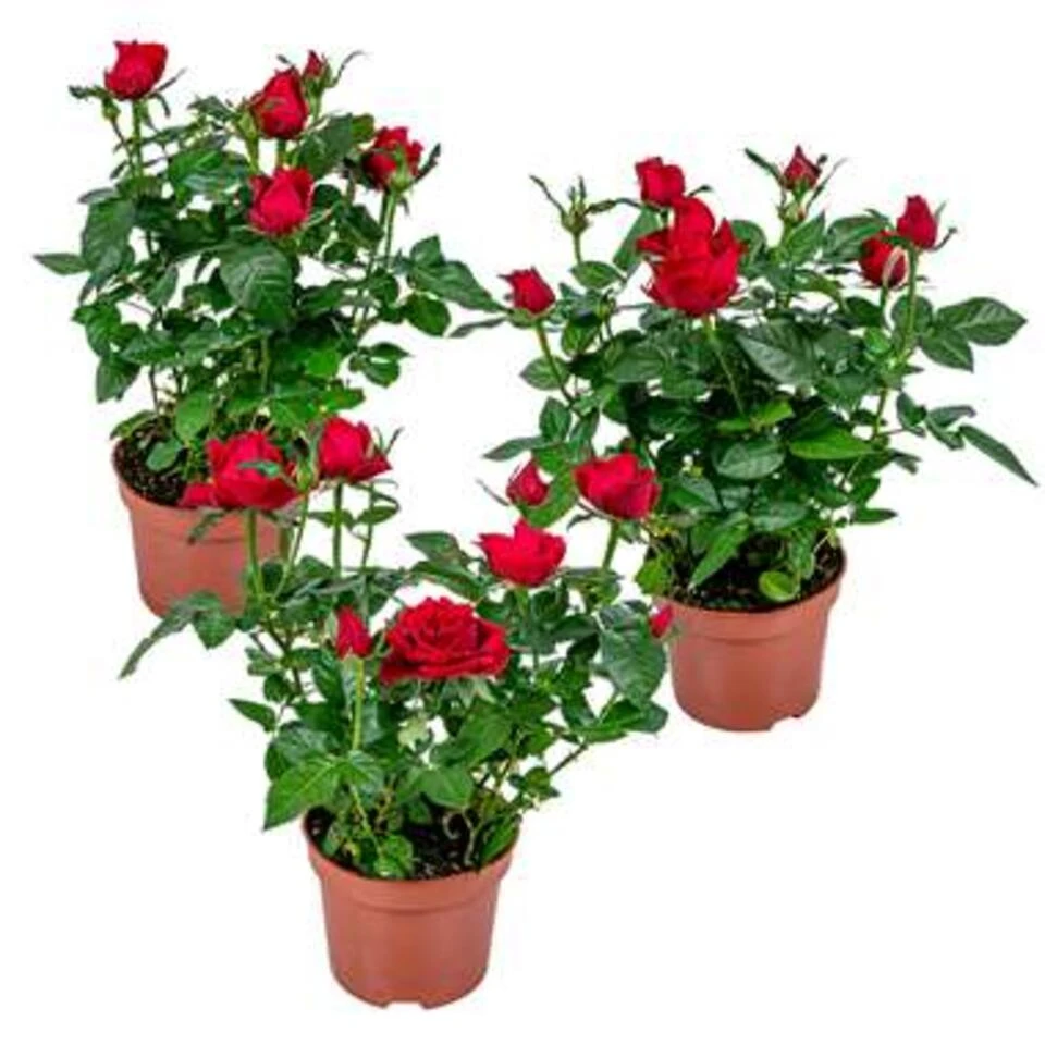 3x Potroos Rood - Rosa – Terras- & Kamerplant – ⌀12cm– ↕20-30cm 3 3x Potroos Rood - Rosa – Terras- & Kamerplant – ⌀12cm– ↕20-30cm
