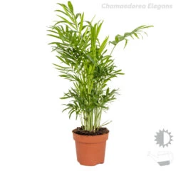 3x Tropische Palmen Mix – Onderhoudsvriendelijk - ⌀12 Cm - ↕20-45 Cm -Bekend Tuinmeubelen Winkel 1000018775 0102