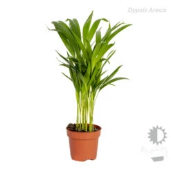 3x Tropische Palmen Mix – Onderhoudsvriendelijk - ⌀12 Cm - ↕20-45 Cm -Bekend Tuinmeubelen Winkel 1000018775 0103