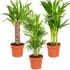 3x Tropische Palmen Mix – Onderhoudsvriendelijk - ⌀12 Cm - ↕20-45 Cm -Bekend Tuinmeubelen Winkel 1000018775