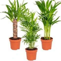 3x Tropische Palmen Mix – Onderhoudsvriendelijk - ⌀12 Cm - ↕20-45 Cm