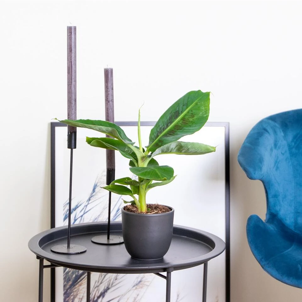 3x Musa Oriental Dwarf P12H25 4 3x Musa Oriental Dwarf P12H25 - Afbeelding 2