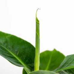 3x Musa Oriental Dwarf P12H25 8 3x Musa Oriental Dwarf P12H25 -Bekend Tuinmeubelen Winkel 1000018778 0102