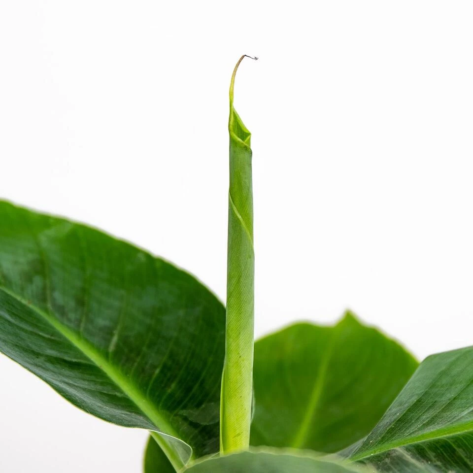 3x Musa Oriental Dwarf P12H25 5 3x Musa Oriental Dwarf P12H25 - Afbeelding 3