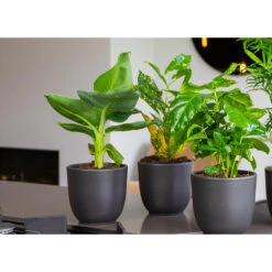 3x Musa Oriental Dwarf P12H25 9 3x Musa Oriental Dwarf P12H25 -Bekend Tuinmeubelen Winkel 1000018778 0103