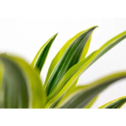 Dracaena Lemon Lime P12H30 -Bekend Tuinmeubelen Winkel 1000018781 0102