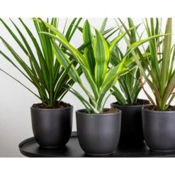 Dracaena Lemon Lime P12H30 -Bekend Tuinmeubelen Winkel 1000018781 0103
