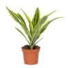 Dracaena Lemon Lime P12H30 -Bekend Tuinmeubelen Winkel 1000018781