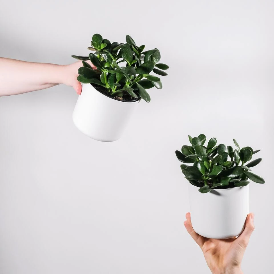 Crassula Minova - P17H30 4 Crassula Minova - P17H30 - Afbeelding 2