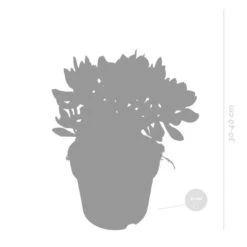 Crassula Minova - P17H30 7 Crassula Minova - P17H30 -Bekend Tuinmeubelen Winkel 1000018785 0102