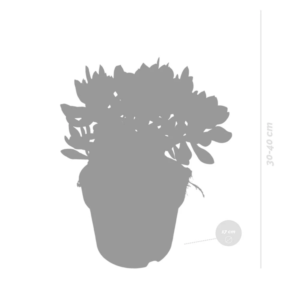 Crassula Minova - P17H30 5 Crassula Minova - P17H30 - Afbeelding 3