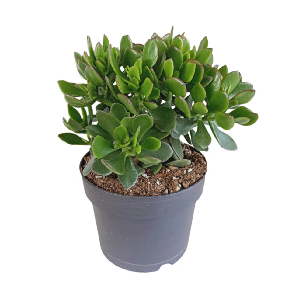 Crassula Minova - P17H30 3 Crassula Minova - P17H30