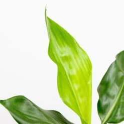 3x Strelitzia Reginae - Paradijsvogelplant - ⌀12 Cm - ↕30-40 Cm -Bekend Tuinmeubelen Winkel 1000018794 0102