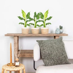 3x Strelitzia Reginae - Paradijsvogelplant - ⌀12 Cm - ↕30-40 Cm -Bekend Tuinmeubelen Winkel 1000018794 0103