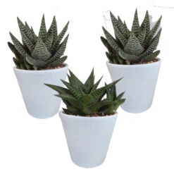 3x Gasteria Haworthia Mix - Witte Pot - Pot 8,5 Cm - Hoogte 15-20 Cm