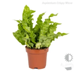 3x Luchtzuiverende Varen Mix – ⌀12 Cm - ↕25-35 Cm -Bekend Tuinmeubelen Winkel 1000018830 0102