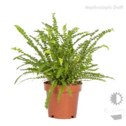 3x Luchtzuiverende Varen Mix – ⌀12 Cm - ↕25-35 Cm -Bekend Tuinmeubelen Winkel 1000018830 0103