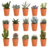 15x Cactus En Vetplanten Mix - Terracotta Pot P5.5H5 -Bekend Tuinmeubelen Winkel 1000018834