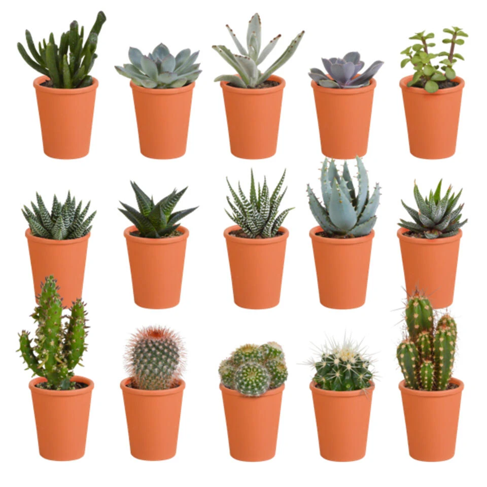 15x Cactus En Vetplanten Mix - Terracotta Pot P5.5H5 3 15x Cactus En Vetplanten Mix - Terracotta Pot P5.5H5