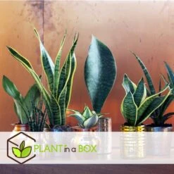 Sansevieria Laurentii - Set Van 3 - Vrouwentong - Pot 12cm - Hoogte 30-40cm -Bekend Tuinmeubelen Winkel 1000030965 0102