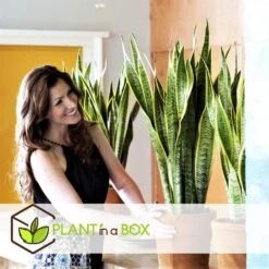 Sansevieria Laurentii - Set Van 3 - Vrouwentong - Pot 12cm - Hoogte 30-40cm -Bekend Tuinmeubelen Winkel 1000030965 0103