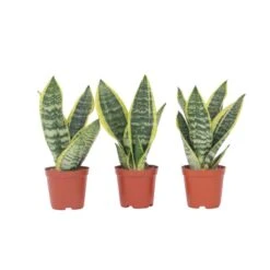 Sansevieria Laurentii - Set Van 3 - Vrouwentong - Pot 12cm - Hoogte 30-40cm