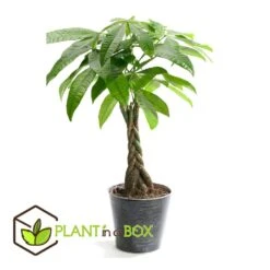 Pachira Aquatica - "Geldboom" - Pot 17cm - Hoogte 60-70cm -Bekend Tuinmeubelen Winkel 1000043664 0102