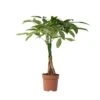 Pachira Aquatica - "Geldboom" - Pot 17cm - Hoogte 60-70cm 2 Pachira Aquatica - "Geldboom" - Pot 17cm - Hoogte 60-70cm -Bekend Tuinmeubelen Winkel 1000043664