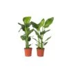 Strelitzia Nicolai - Set Van 2 - Paradijsvogelplant - Pot 17cm - Hoogte 55-70cm 1 Strelitzia Nicolai - Set Van 2 - Paradijsvogelplant - Pot 17cm - Hoogte 55-70cm -Bekend Tuinmeubelen Winkel 1000043684