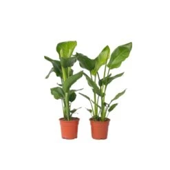 Strelitzia Nicolai - Set Van 2 - Paradijsvogelplant - Pot 17cm - Hoogte 55-70cm