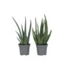 Aloë Vera - Set Van 4 - Succulent - Pot 10,5cm - Hoogte 25-40cm 2 Aloë Vera - Set Van 4 - Succulent - Pot 10,5cm - Hoogte 25-40cm -Bekend Tuinmeubelen Winkel 1000043702
