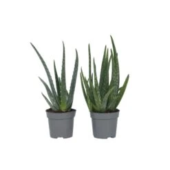 Aloë Vera - Set Van 4 - Succulent - Pot 10,5cm - Hoogte 25-40cm