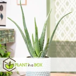 Aloë Vera - Set Van 6 - Succulent - Pot 10,5cm - Hoogte 25-40cm 8 Aloë Vera - Set Van 6 - Succulent - Pot 10,5cm - Hoogte 25-40cm -Bekend Tuinmeubelen Winkel 1000043708 0102