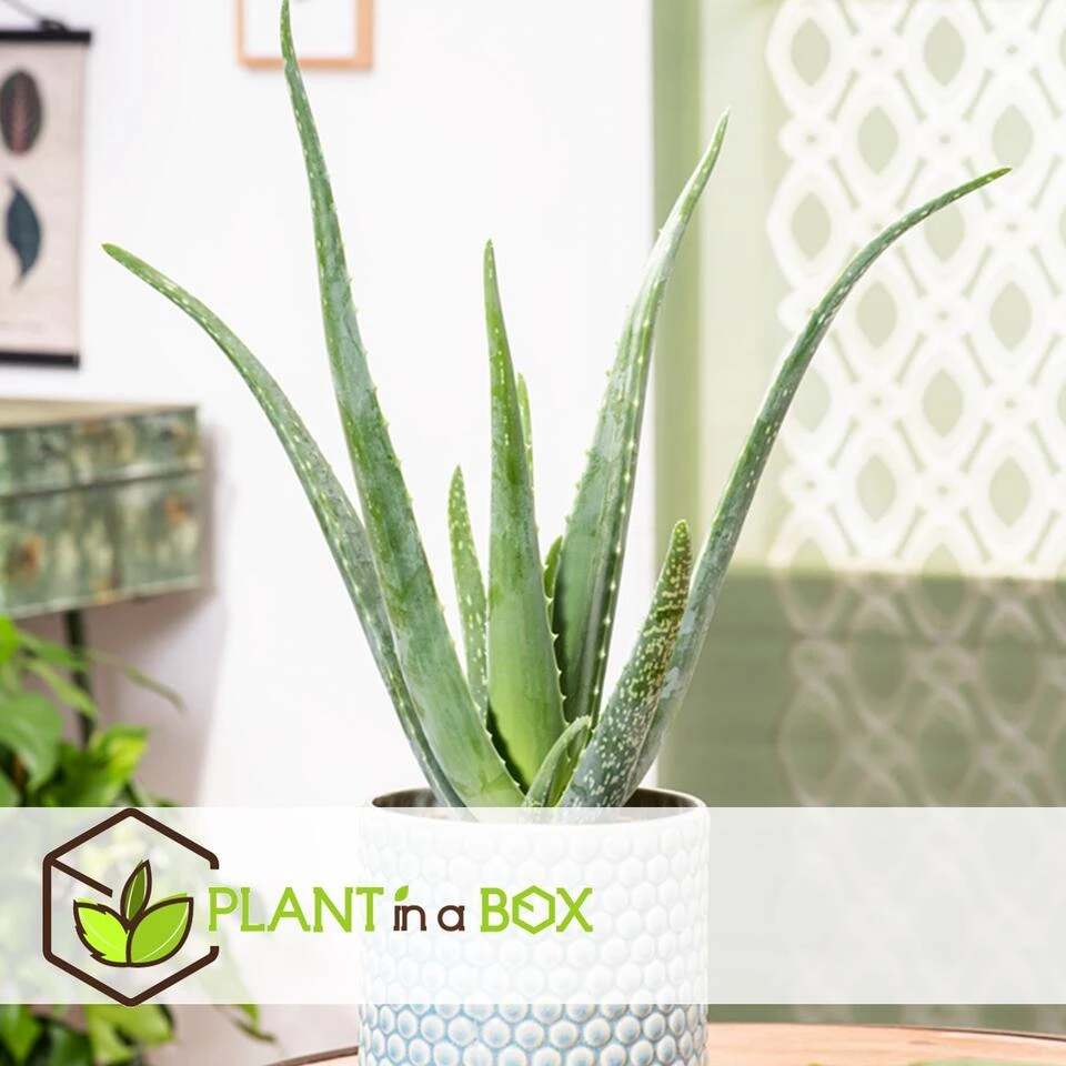 Aloë Vera - Set Van 6 - Succulent - Pot 10,5cm - Hoogte 25-40cm 5 Aloë Vera - Set Van 6 - Succulent - Pot 10,5cm - Hoogte 25-40cm - Afbeelding 3