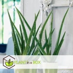 Aloë Vera - Set Van 6 - Succulent - Pot 10,5cm - Hoogte 25-40cm 9 Aloë Vera - Set Van 6 - Succulent - Pot 10,5cm - Hoogte 25-40cm -Bekend Tuinmeubelen Winkel 1000043708 0103