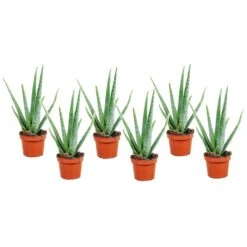 Aloë Vera - Set Van 6 - Succulent - Pot 10,5cm - Hoogte 25-40cm