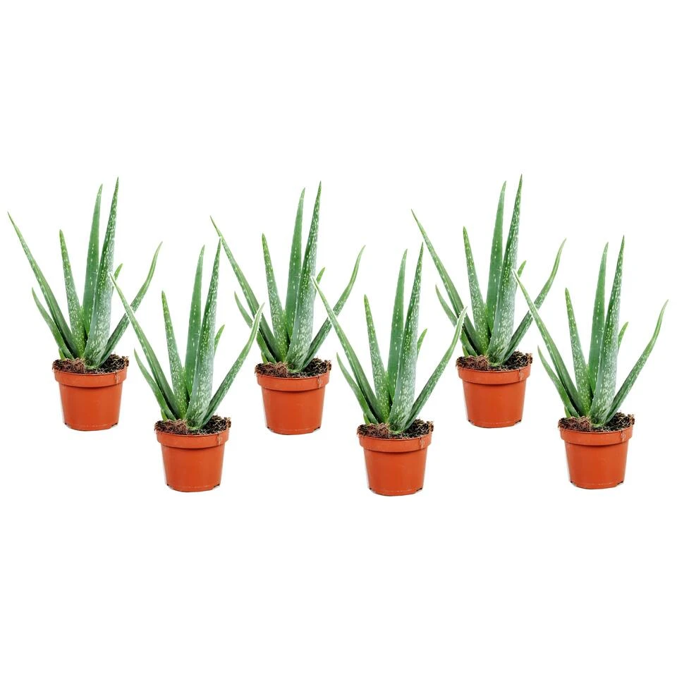 Aloë Vera - Set Van 6 - Succulent - Pot 10,5cm - Hoogte 25-40cm 3 Aloë Vera - Set Van 6 - Succulent - Pot 10,5cm - Hoogte 25-40cm
