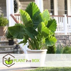Alocasia Macrorrhiza - Set Van 4 - "Olifantsoor" - Pot 17cm - Hoogte 60-70cm -Bekend Tuinmeubelen Winkel 1000043827 0102