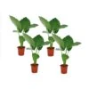 Alocasia Macrorrhiza - Set Van 4 - "Olifantsoor" - Pot 17cm - Hoogte 60-70cm 1 Alocasia Macrorrhiza - Set Van 4 - "Olifantsoor" - Pot 17cm - Hoogte 60-70cm -Bekend Tuinmeubelen Winkel 1000043827