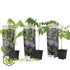 Wisteria Sinensis - Set Van 3 - Wisteria Blauwe Regen - Pot 9cm - Hoogte 25-40cm -Bekend Tuinmeubelen Winkel 1000046192 0102