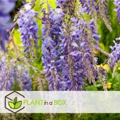 Wisteria Sinensis - Set Van 3 - Wisteria Blauwe Regen - Pot 9cm - Hoogte 25-40cm -Bekend Tuinmeubelen Winkel 1000046192 0103