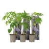 Wisteria Sinensis - Set Van 3 - Wisteria Blauwe Regen - Pot 9cm - Hoogte 25-40cm 1 Wisteria Sinensis - Set Van 3 - Wisteria Blauwe Regen - Pot 9cm - Hoogte 25-40cm -Bekend Tuinmeubelen Winkel 1000046192