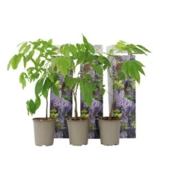 Wisteria Sinensis - Set Van 3 - Wisteria Blauwe Regen - Pot 9cm - Hoogte 25-40cm