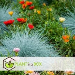 Festuca Glauca 'Elijah Blue' - Set Van 6 Festuca - Pot 9cm - Hoogte 10-15cm -Bekend Tuinmeubelen Winkel 1000046289 0103