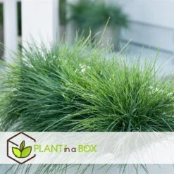 Festuca Glauca 'Elijah Blue' - Set Van 6 Festuca - Pot 9cm - Hoogte 10-15cm -Bekend Tuinmeubelen Winkel 1000046289 0104